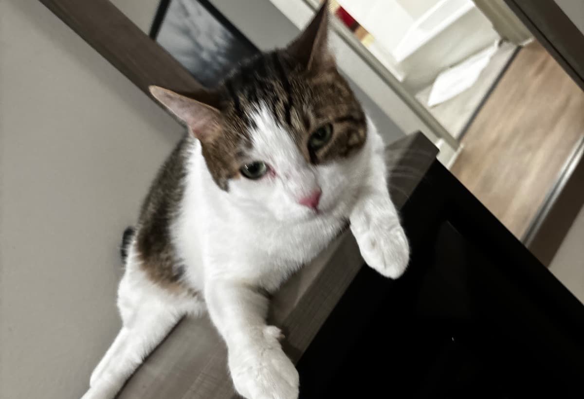 PleaseMYCatsAndINeedAHome