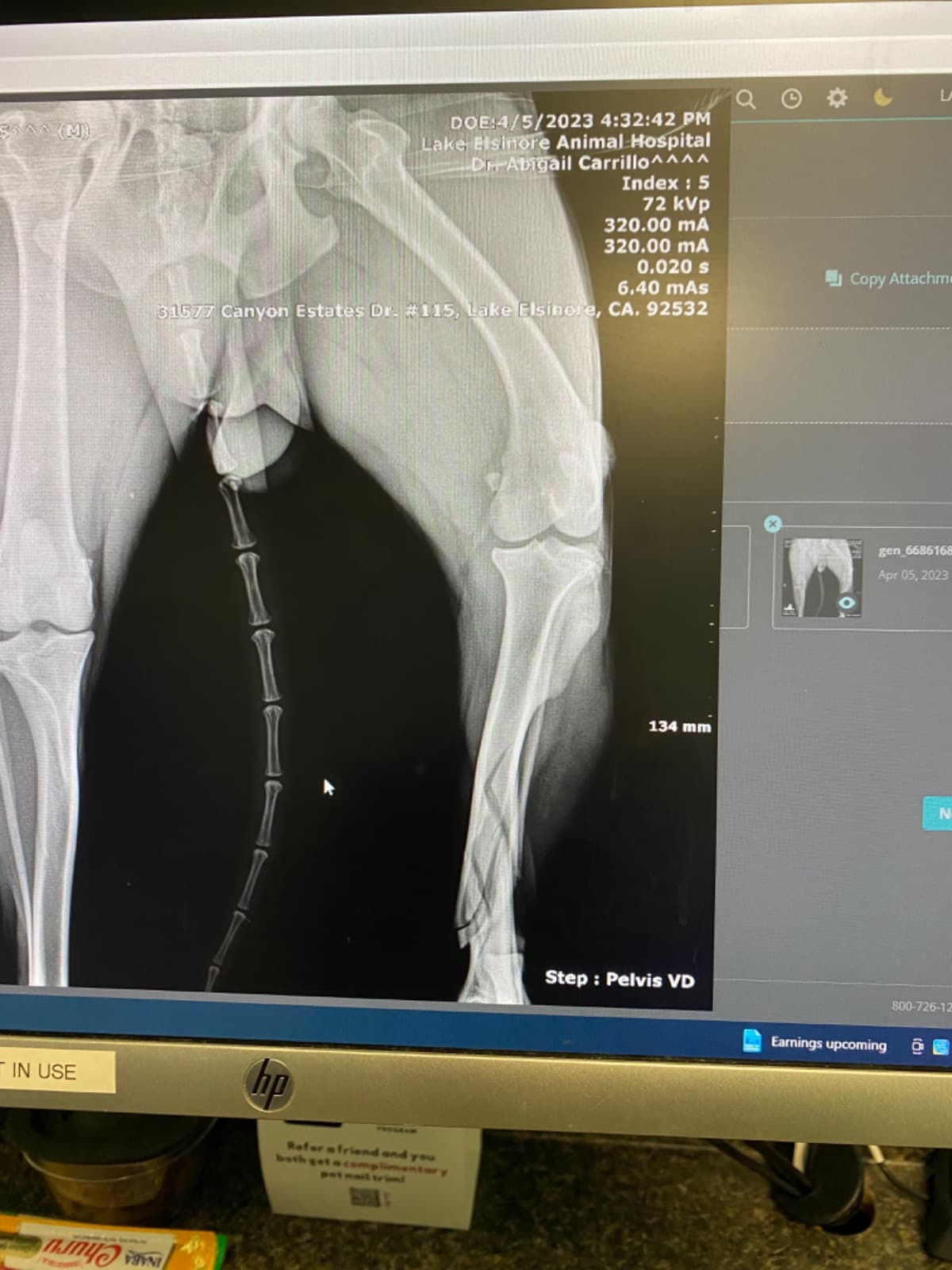 BelgianBlackShepherdSurgery