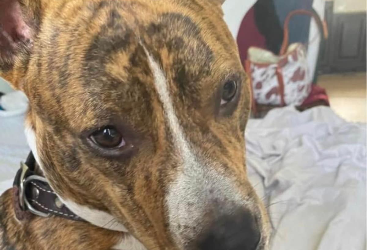 JaseSmithMyBrindlePitBull