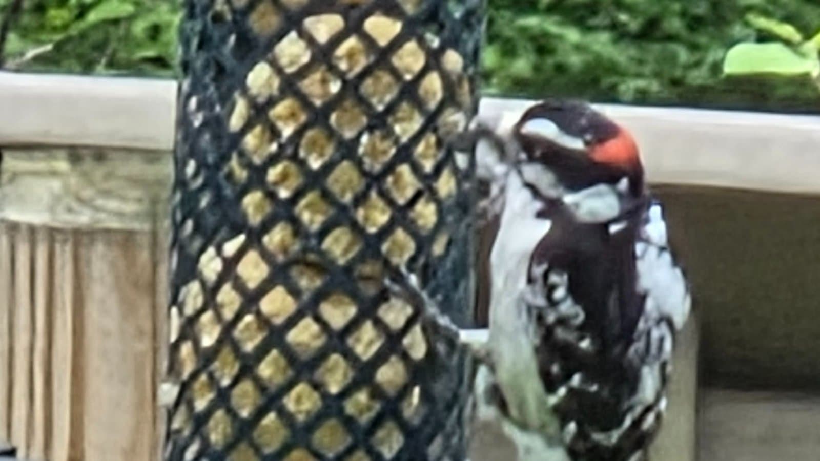 IT'S FOR THE BIRDS