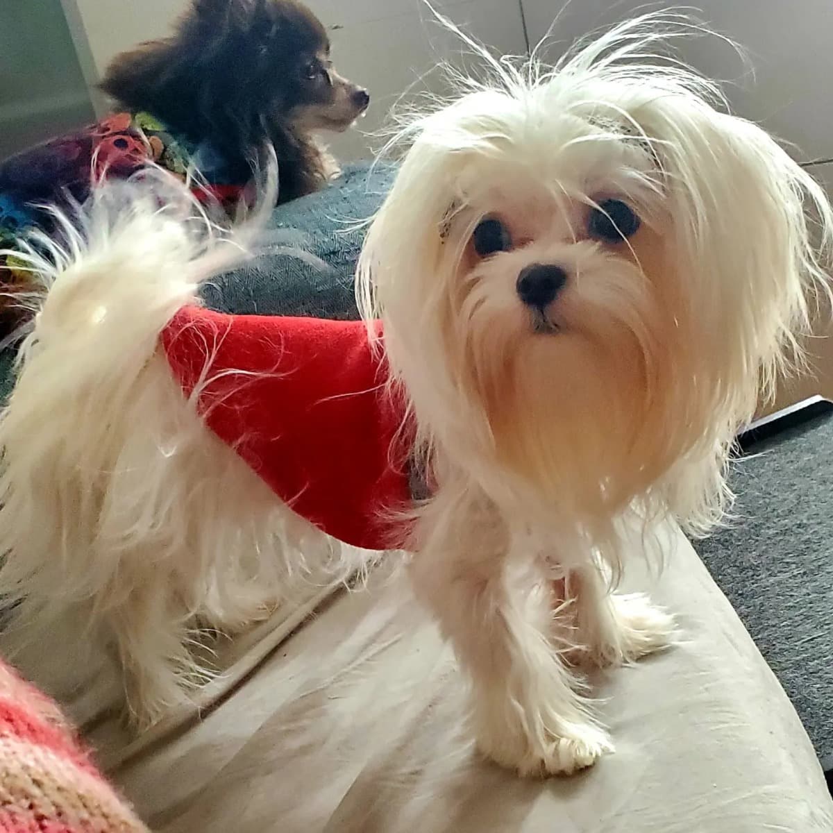 BowiesOpenChestSurgery