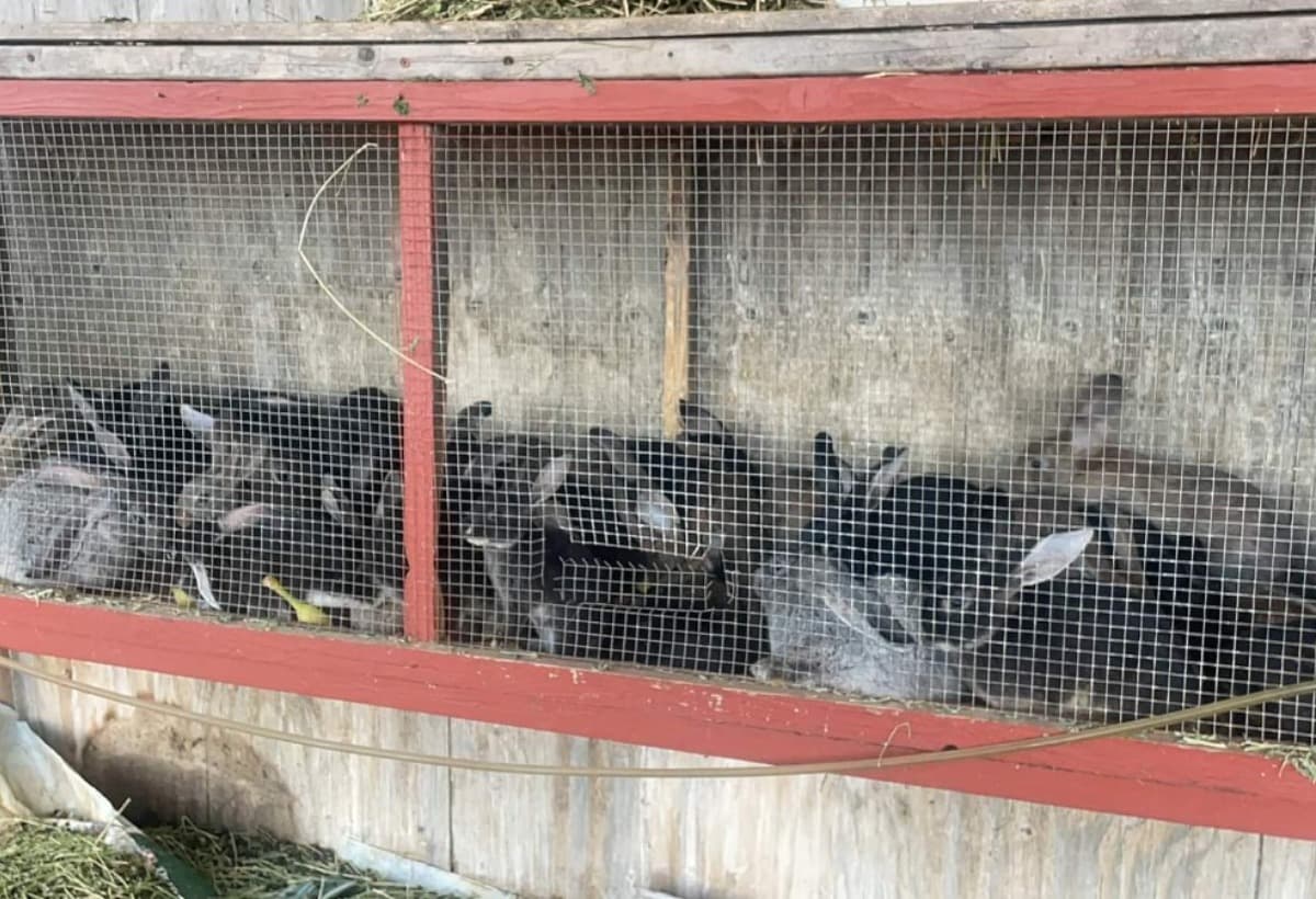 CareFor33RescuedRabbits