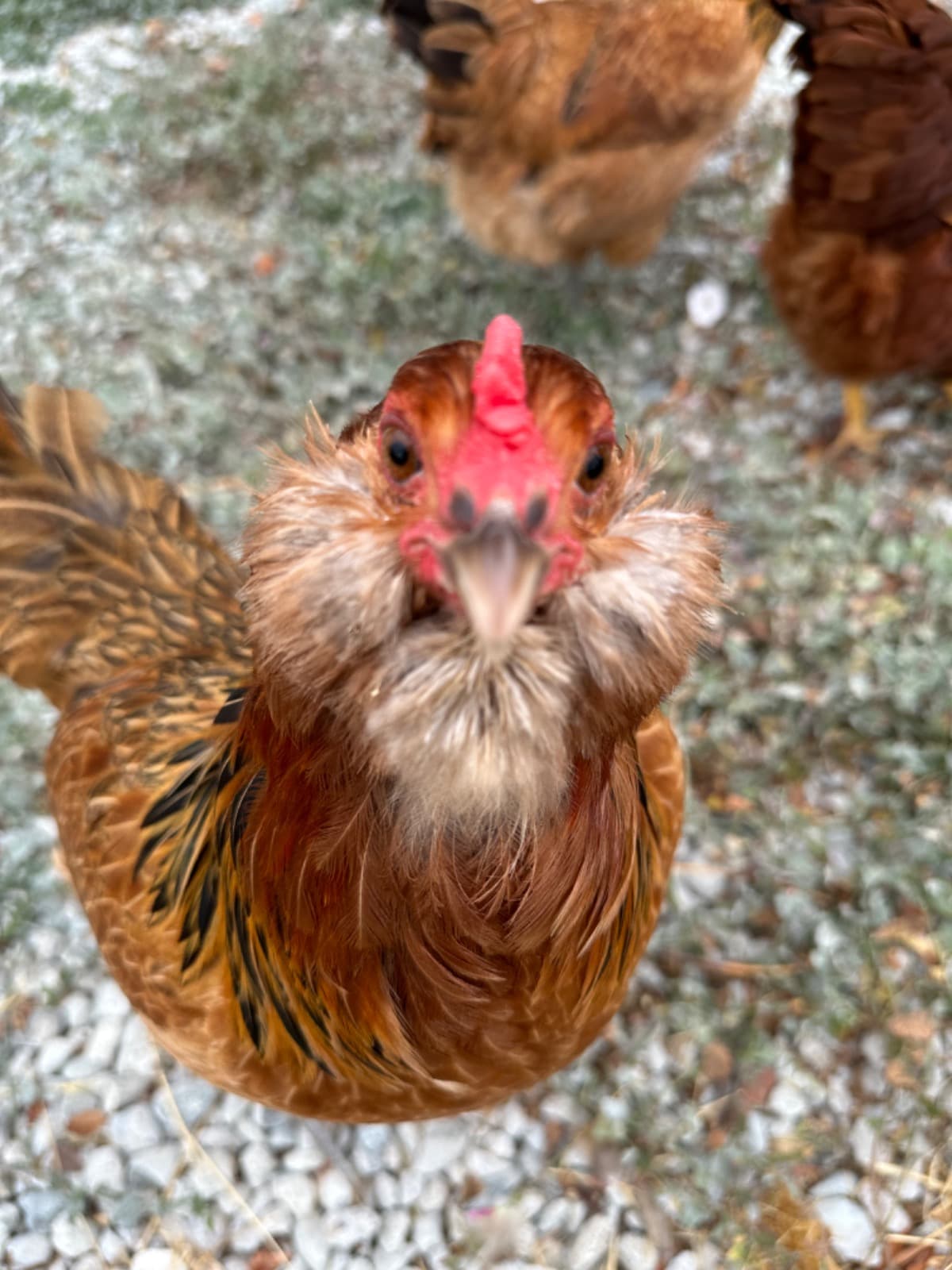 FamilyandAnimalsNeedHelpASAP