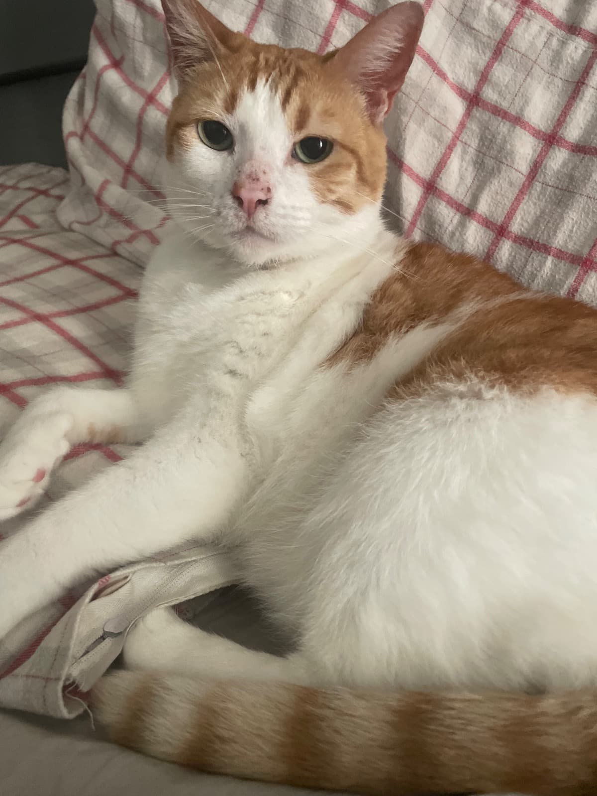 PoorBabyStillWaitingForVet