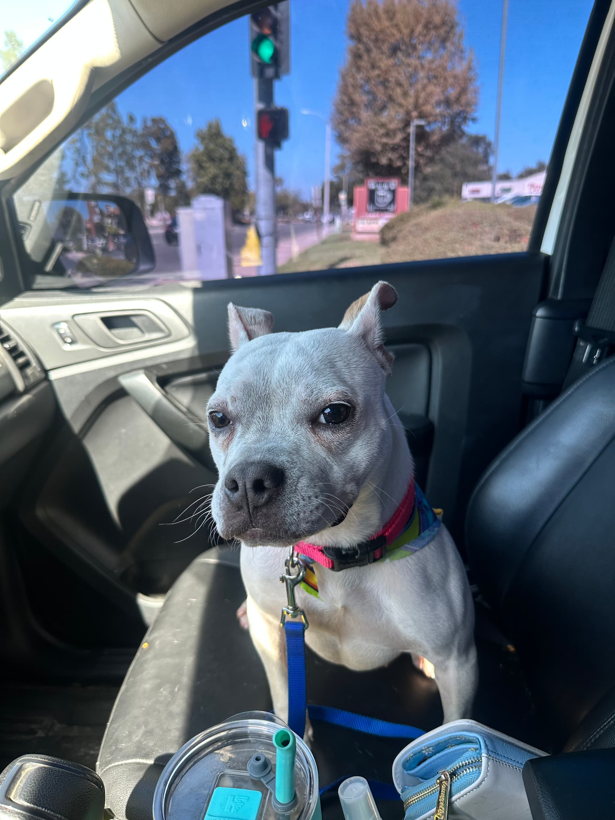 Help Spay Zoey to Find a Forever Home! — photo 2