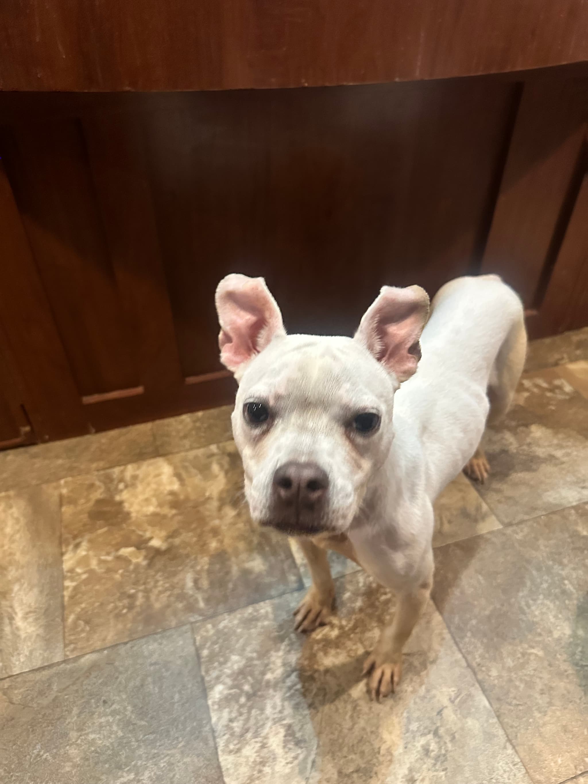 Help Spay Zoey to Find a Forever Home! — photo 5