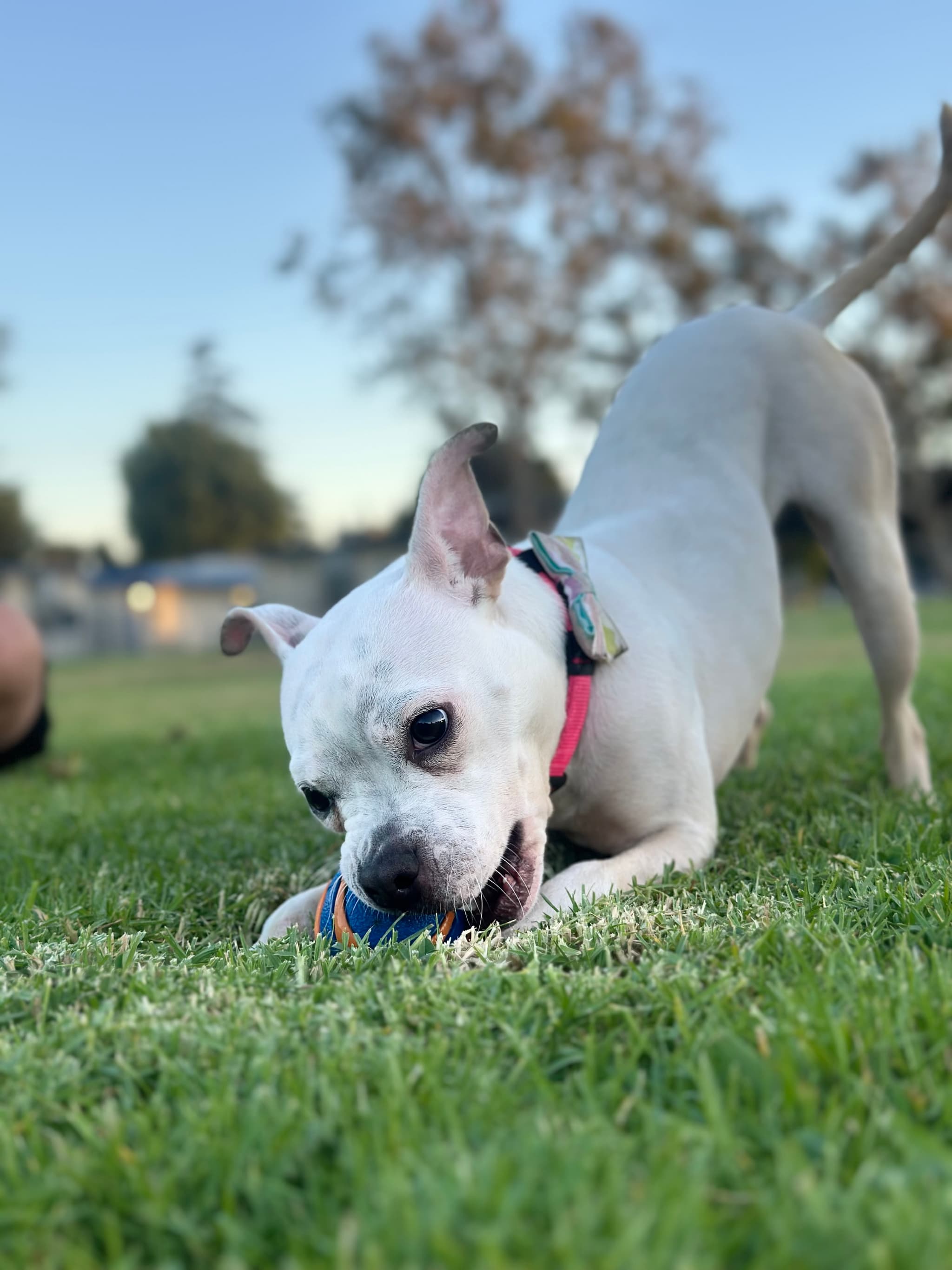 Help Spay Zoey to Find a Forever Home! — photo 4
