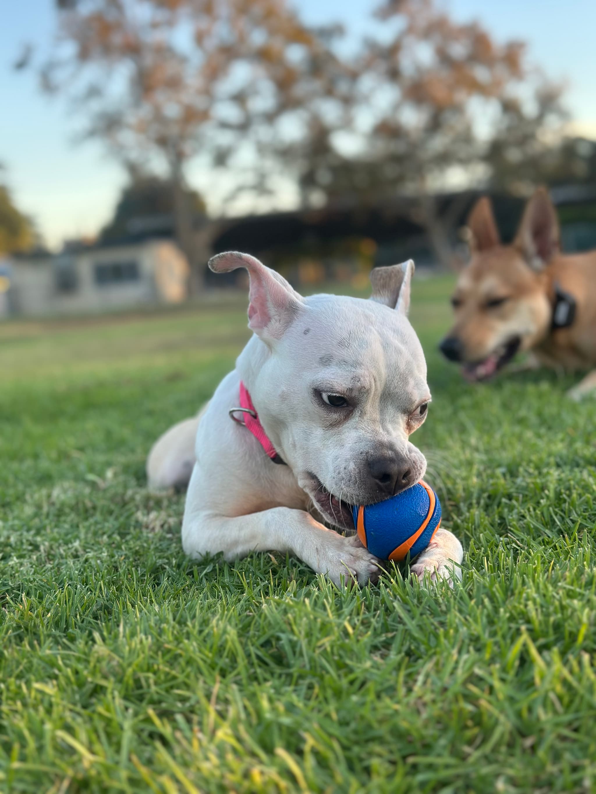 Help Spay Zoey to Find a Forever Home! — photo 3