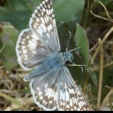 Jennifer Danford Lewis