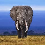 Abdullokh Avazkhonov