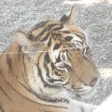 American Technology Initiative