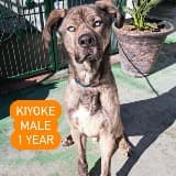 San Gabriel Valley Kennel