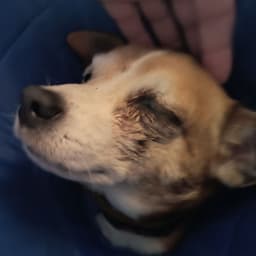 Odie the dog