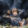 Erik Almlie