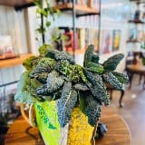 Mary’s green Give