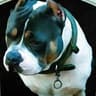 Rocco Gotty