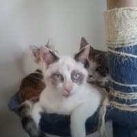 Jessie Malone Hanawalt