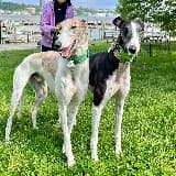 Greyhounds of New York City