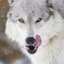 Barbara Gorgon