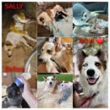 Elyse And Road to Home Rescue Support