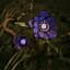 Secret Midnight Garden