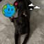 Waggin Tails