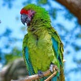 Save the Great Green Macaw