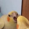 birdy bonk