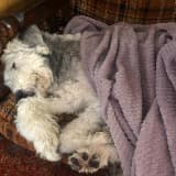 Alyssa Rupert-Schragl