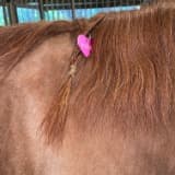 Barbara Whatley-Render