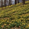 Sue Gene Hammons