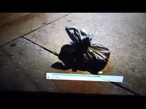HelpSaveKittenFoundInTrabag