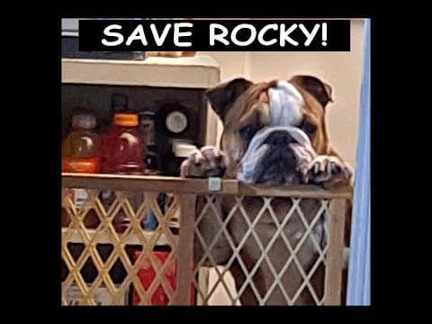 HelpBabyRockyFeelSpunky