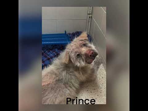 GraphicDisturbingDogNeglect