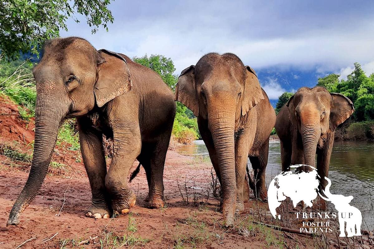 ElephantSanctuaryLaos