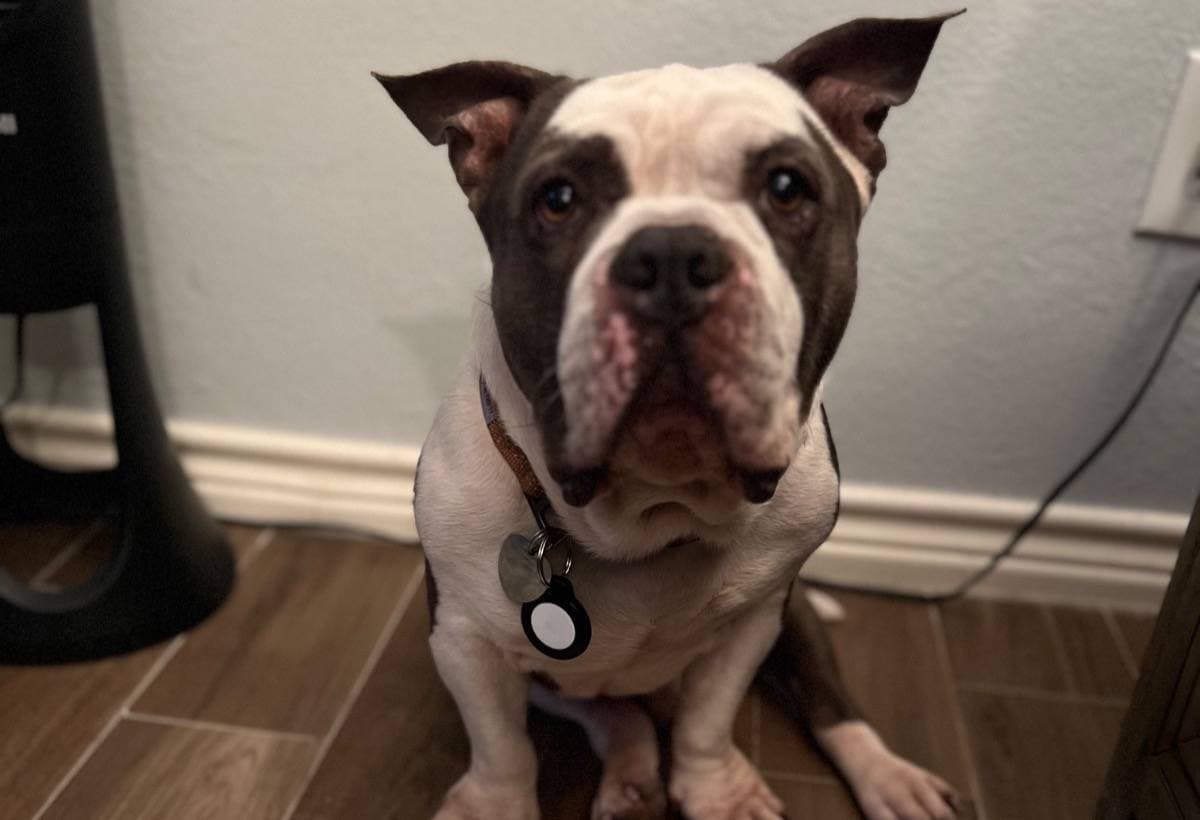 RoscoeTeethSurgery