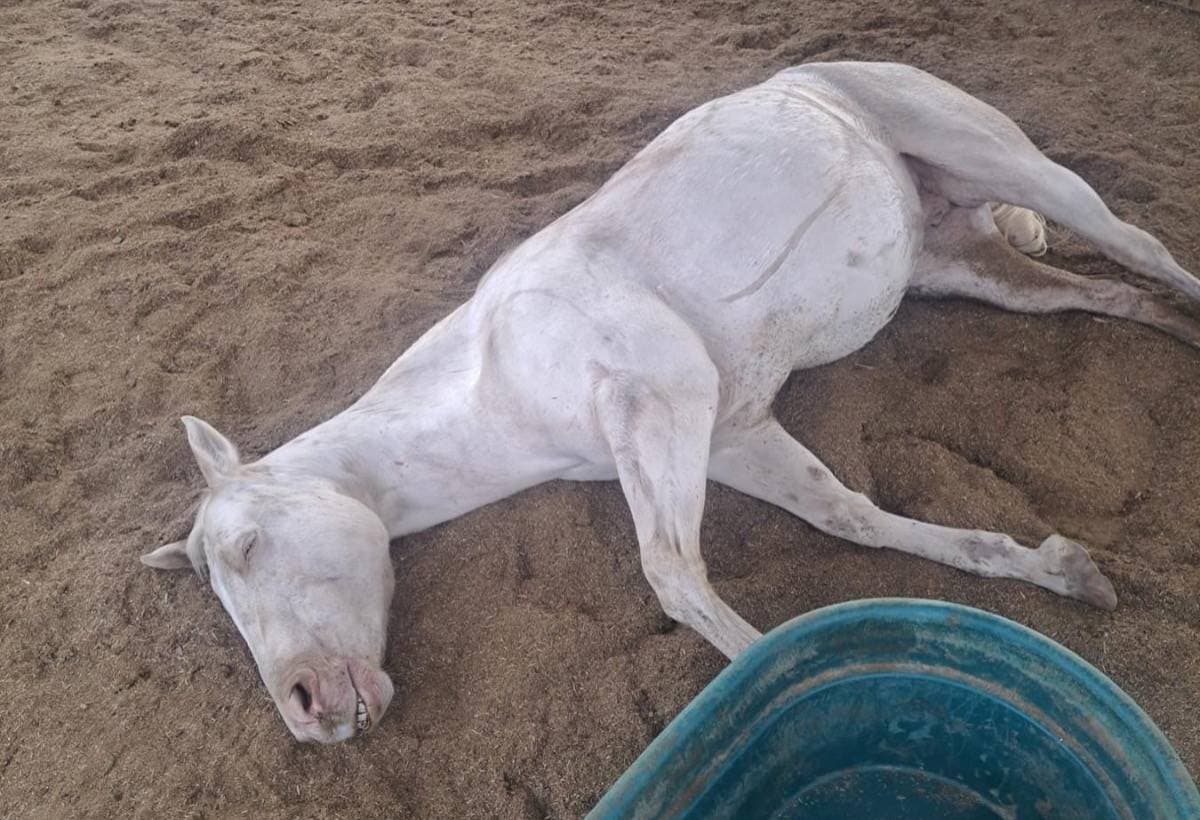 HorsesNeedHelp