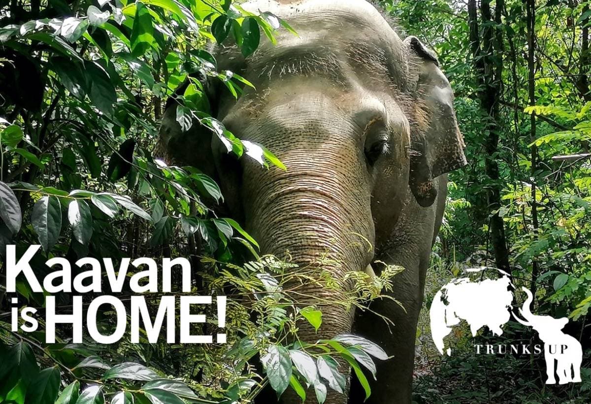 KaavansCare