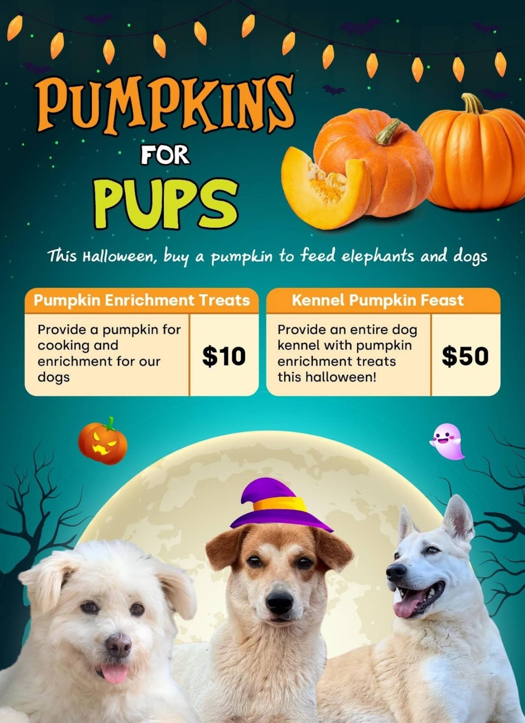 PumpkinsforPups