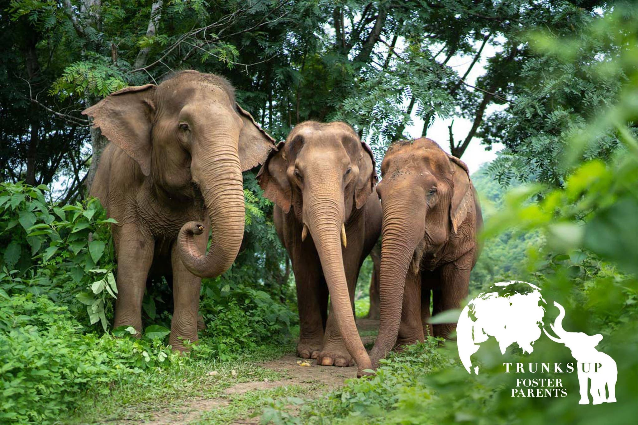 CareForElephants