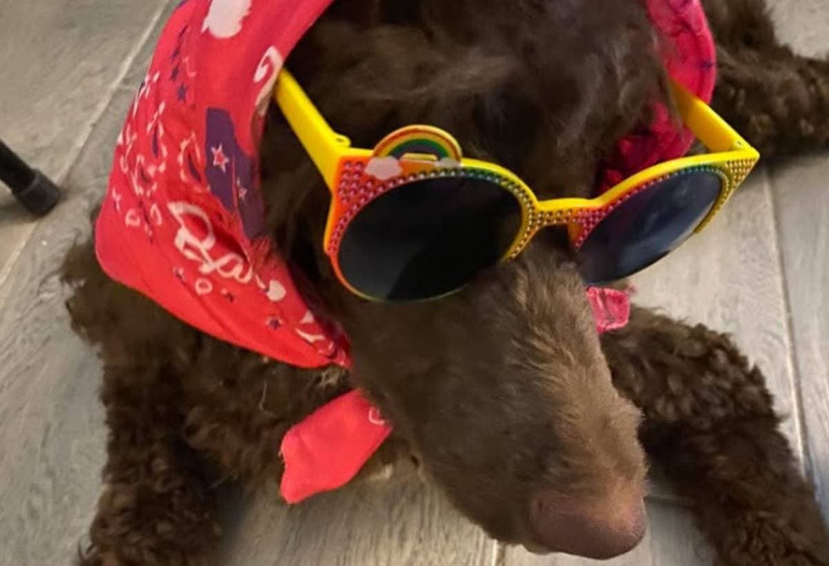 RhaenyraThePoodleAndDaenerys