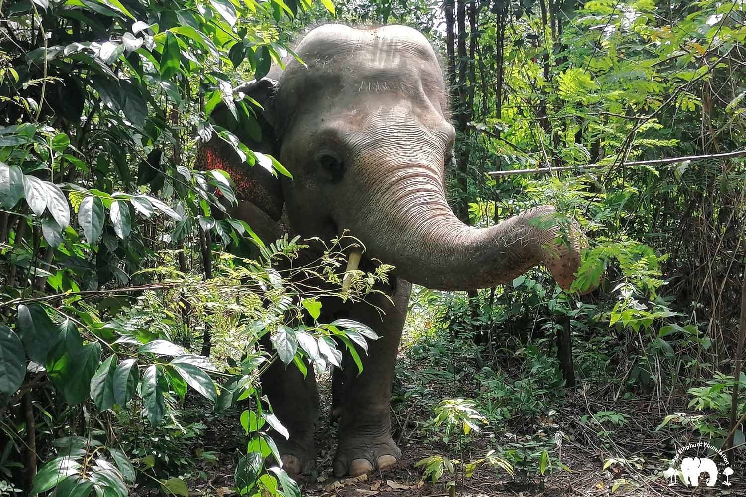 SponsorKaavan