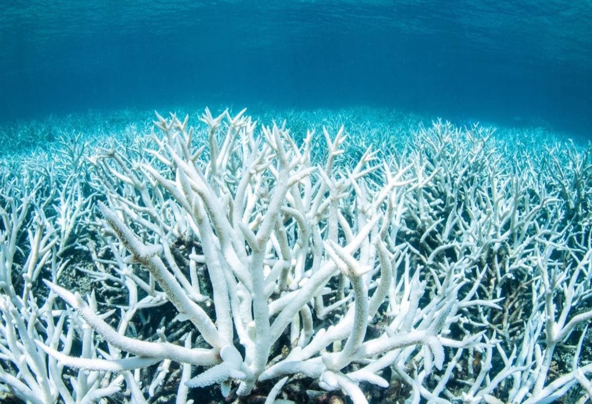SaveTheCorals