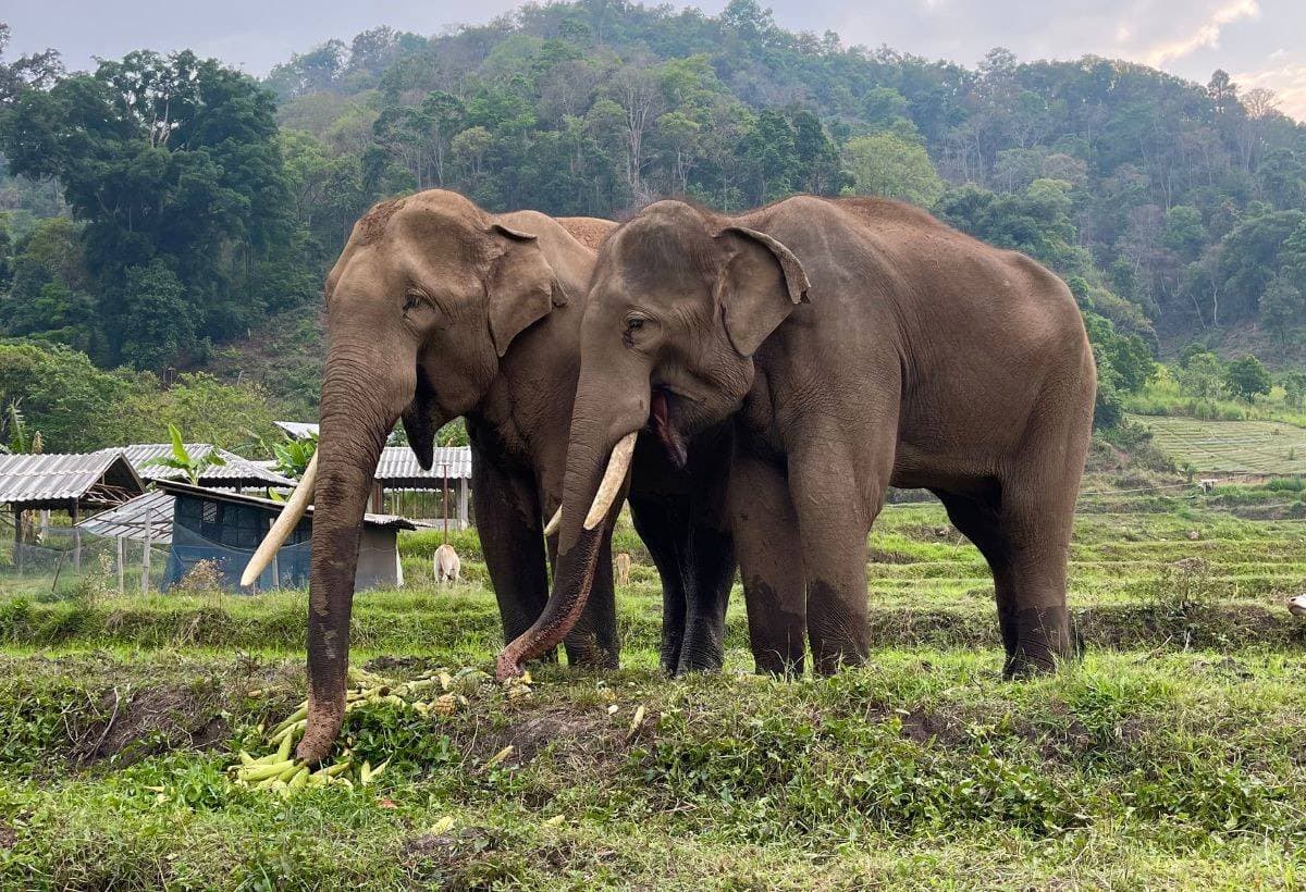 KEHomeForElephants