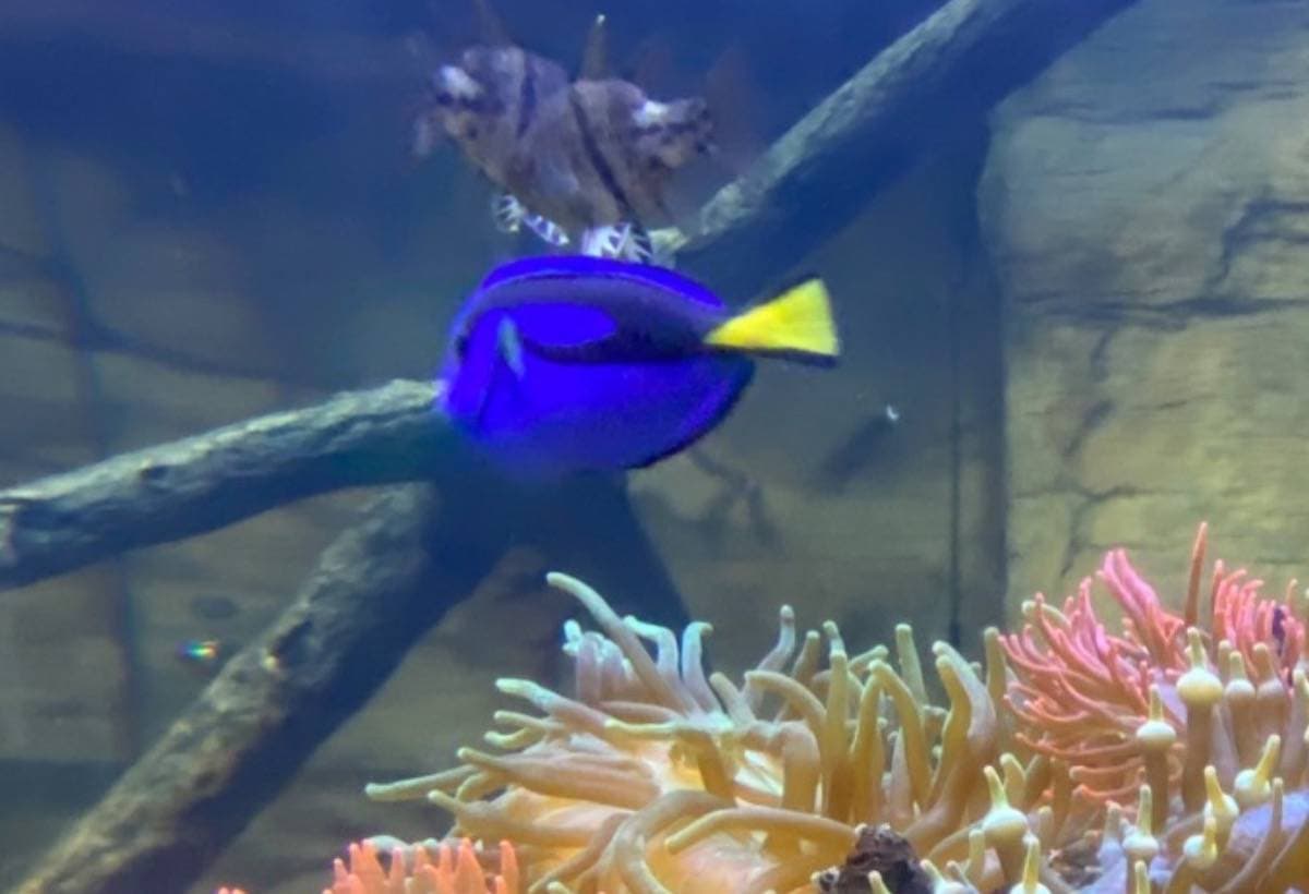 JustKeepSwimming