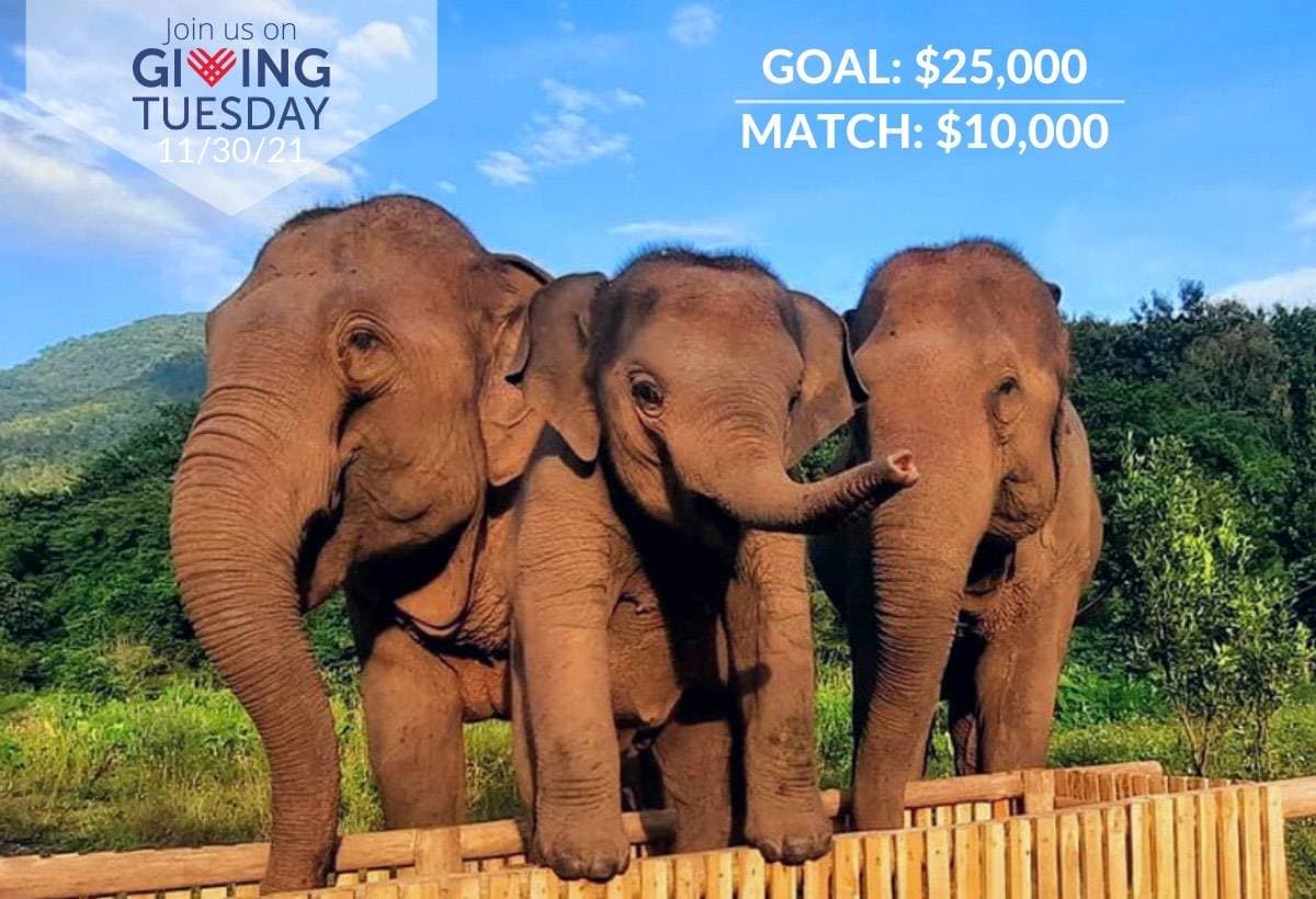 TrunksUp4GivingTuesday
