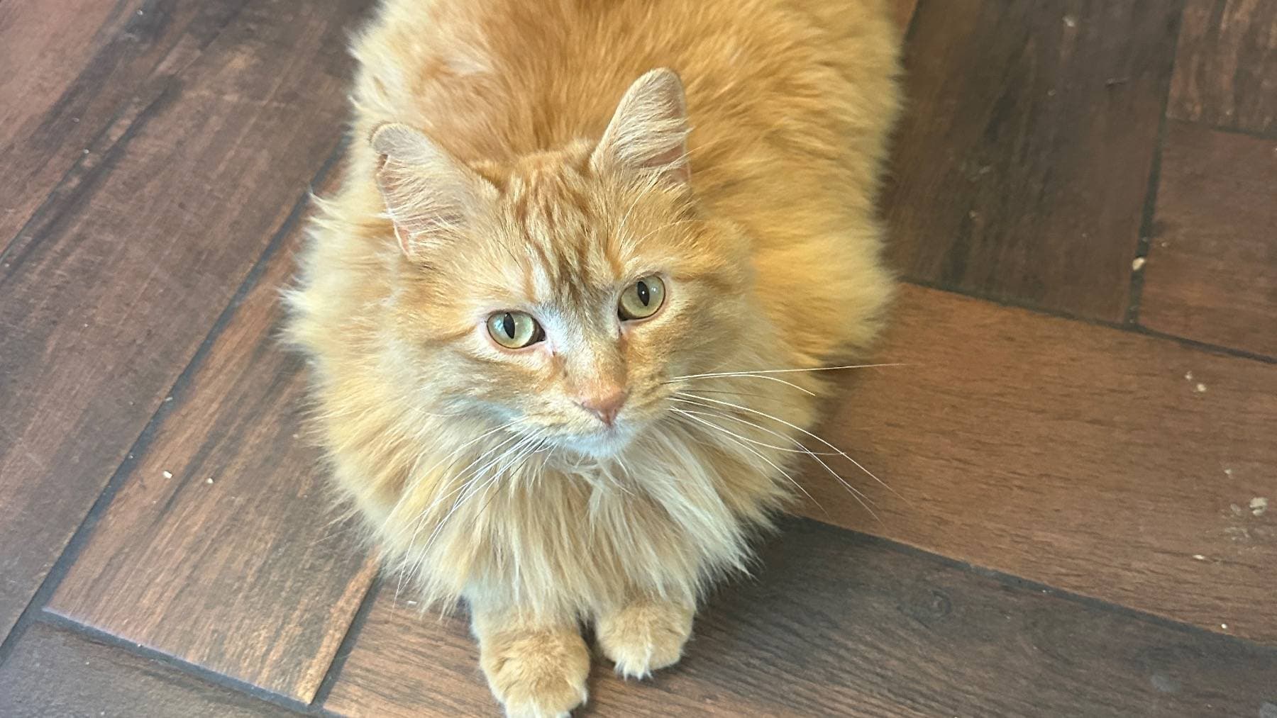 HelpOurCatrickGetSurgery
