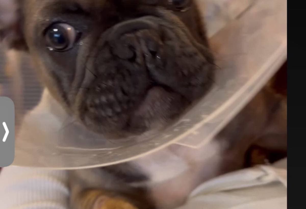 SurgeryDog