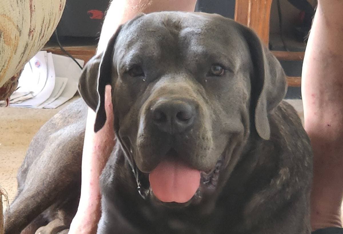 THERAPYDOG