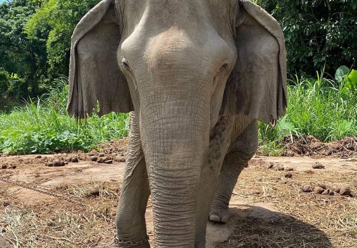 SaveSomSri